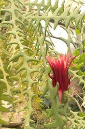 Cryptocereus_anthonyanus_Selenicereus_anthonyanus